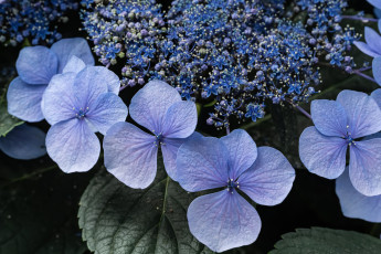 обоя цветы, гортензия