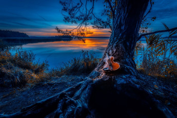 обоя музыка, -музыкальные инструменты, скрипка