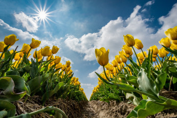 Картинка цветы тюльпаны