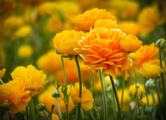 Обои картинки фото цветы, ранункулюс , азиатский лютик, лютики