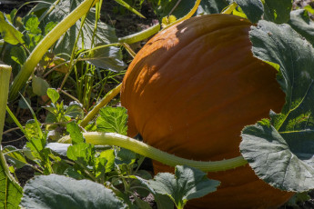 обоя природа, плоды, тыква