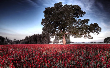 обоя природа, поля, деревья, роща, тюльпаны, поле