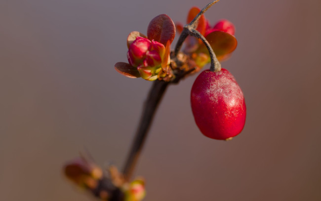 Обои картинки фото природа, ягоды, барбарис