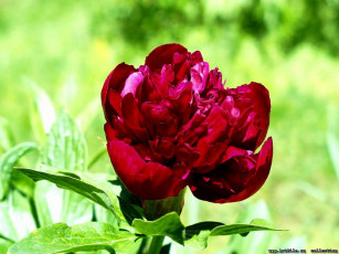 обоя пион, цветы, пионы