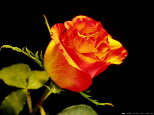 Картинка роза цветы розы