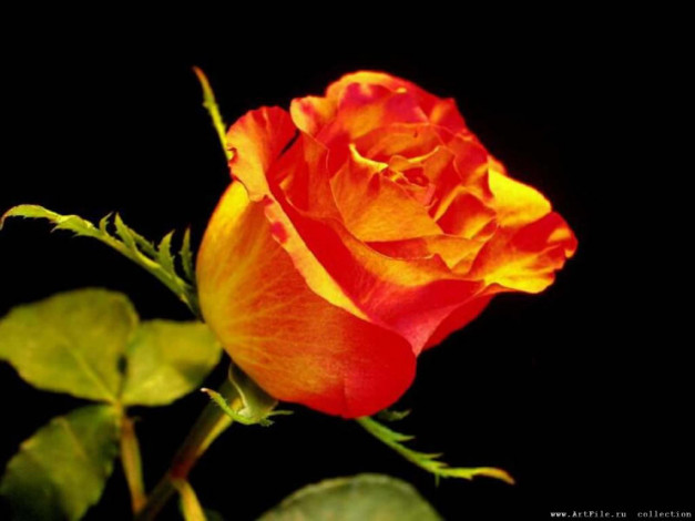 Обои картинки фото роза, цветы, розы