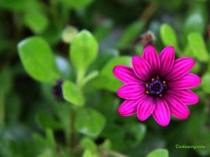 Картинка цветы диморфотеки