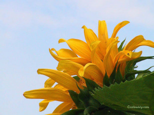 Картинка цветы подсолнухи