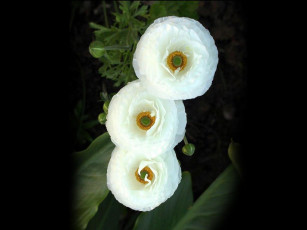 Картинка цветы ранункулюс азиатский лютик