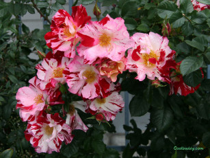 Картинка цветы розы