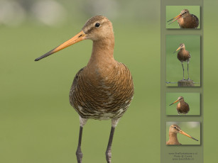 Картинка животные птицы