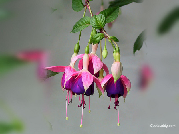 Обои картинки фото цветы, фуксия