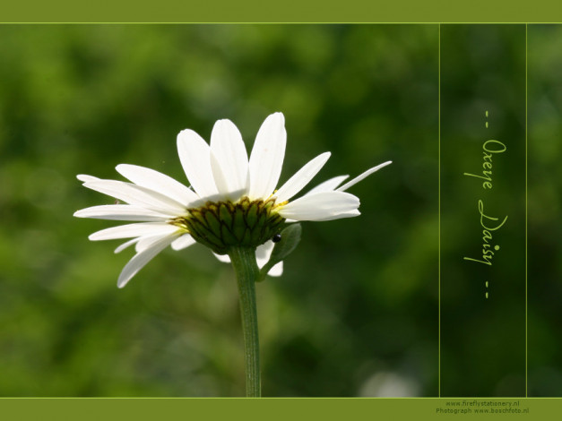 Обои картинки фото цветы, ромашки