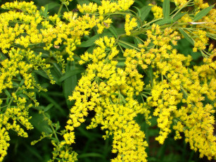 Картинка цветы