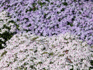 Картинка цветы флоксы