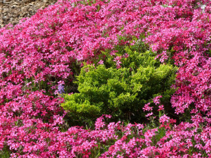 Картинка цветы флоксы