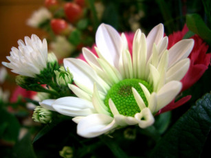 Картинка цветы хризантемы