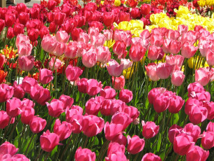 Картинка цветы тюльпаны