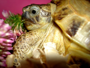 Картинка животные Черепахи