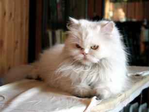 Картинка животные коты