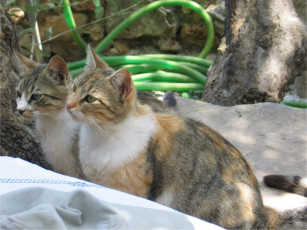 Картинка животные коты