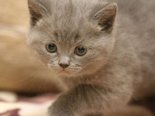 Картинка животные коты