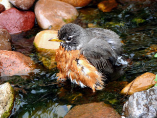 Картинка животные птицы