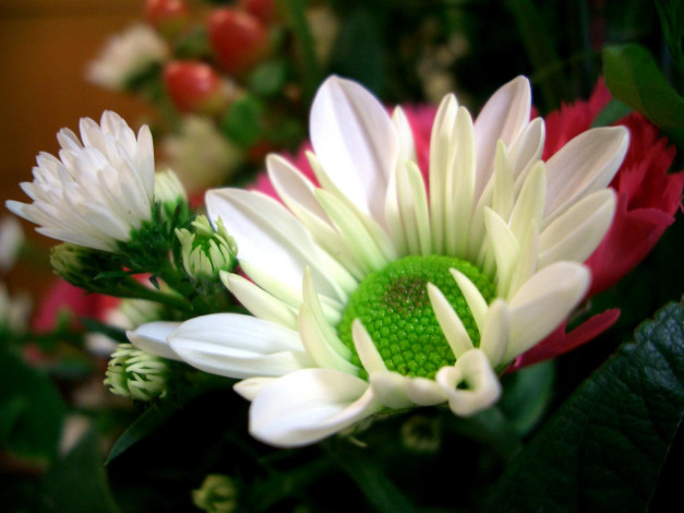 Обои картинки фото цветы, хризантемы