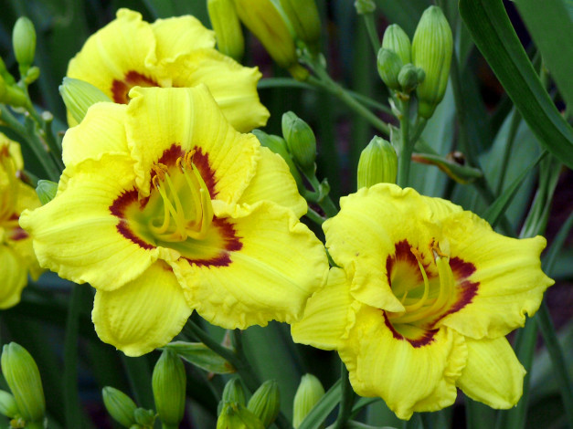 Обои картинки фото цветы, лилии, лилейники