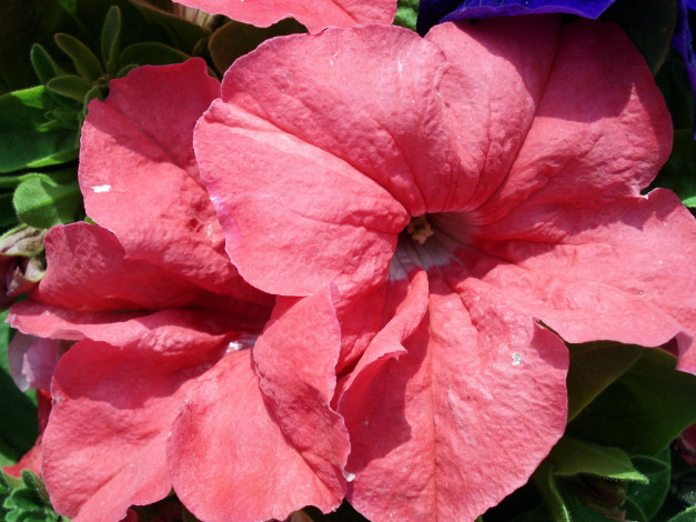 Обои картинки фото цветы, петунии, калибрахоа