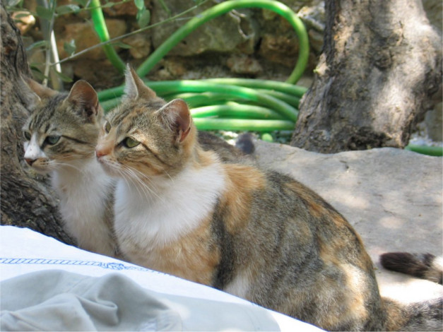 Обои картинки фото животные, коты