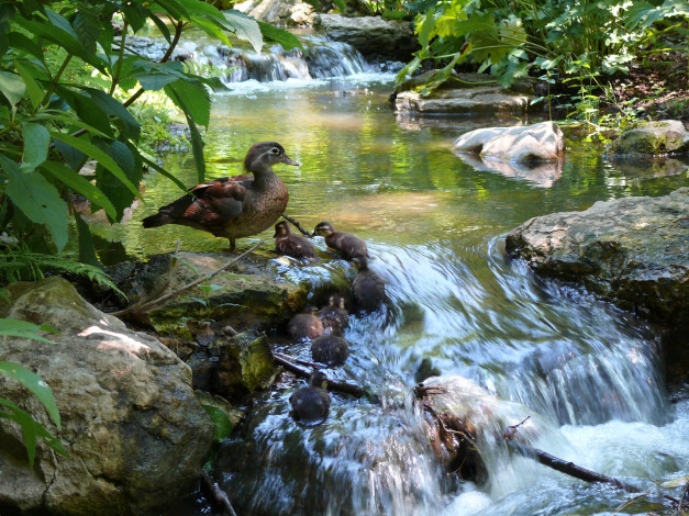 Обои картинки фото животные, утки