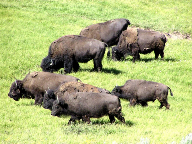 Обои картинки фото животные, зубры, бизоны