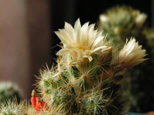 Картинка цветы кактусы