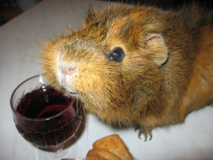 Картинка животные морские свинки хомяки