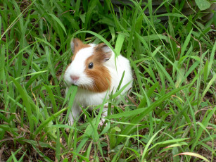 Картинка животные морские свинки хомяки