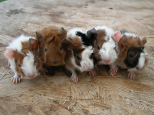 Картинка животные морские свинки хомяки