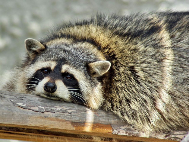 Обои картинки фото грустный, енот, животные, еноты