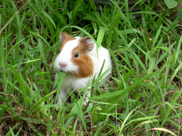 Обои картинки фото животные, морские, свинки, хомяки