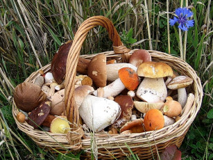 Картинка еда грибы грибные блюда