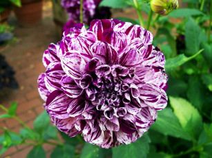 Картинка цветы георгины пестрый круглый