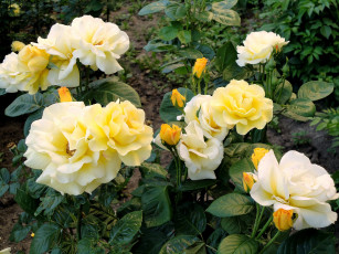 Картинка цветы розы желтый