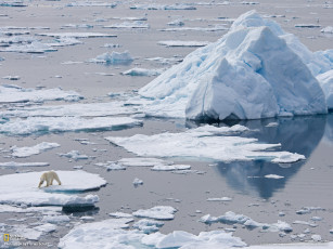 Картинка животные медведи