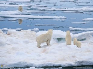 Картинка животные медведи