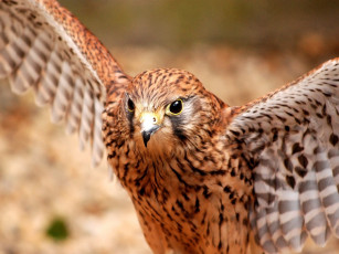 Картинка животные птицы хищники пестрый хищник крылья