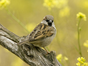 Картинка животные воробьи воробей