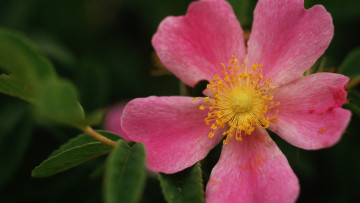 Картинка цветы шиповник