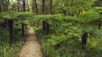 Картинка природа лес