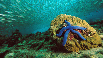 Картинка животные морские звёзды
