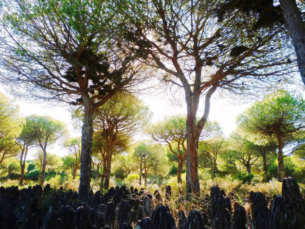 Обои картинки фото природа, деревья, крона, ветки, свет